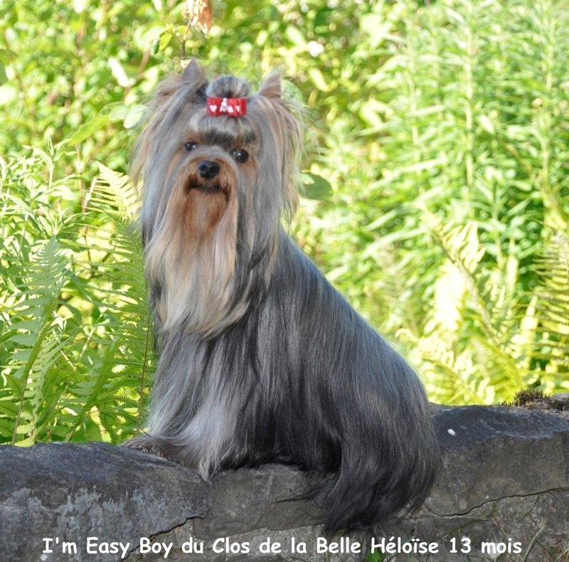 CH. I'm easy boy Du clos de la belle heloise - 4e Très Bon