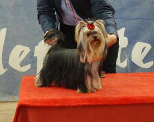 CH. Internationale griotte Du clos de la belle heloise - 1er EXCELLENT- MEILLEUR JEUNE 2e BOG