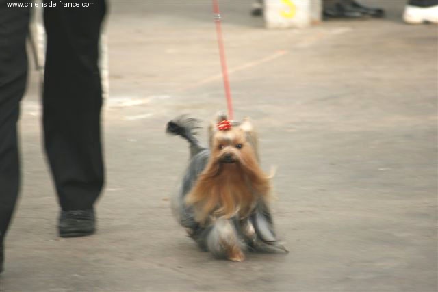 V'gaïa de la Pam'Pommeraie - 1er Excellent CACS/RCACIB