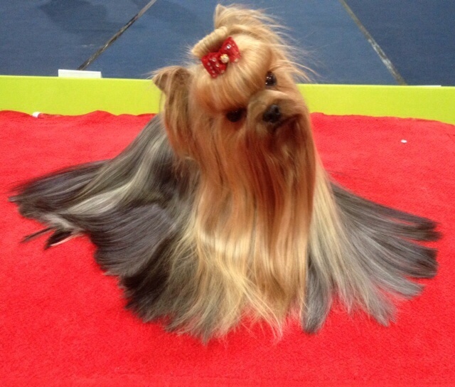 CH. Internationale griotte Du clos de la belle heloise - 2e Excellent RCAC/RCACIB