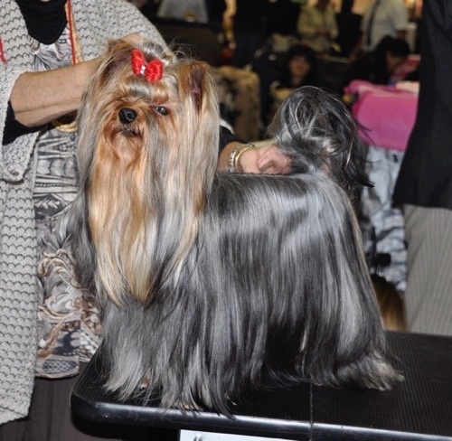 CH. I'm easy boy Du clos de la belle heloise - 1er EXCELLENT CAC/RCACIB