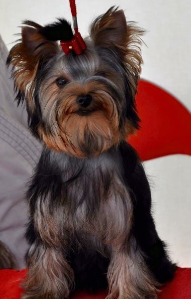 Luna-esméralda Du clos de la belle heloise - 1er Très Prometteur - Meilleur Puppy