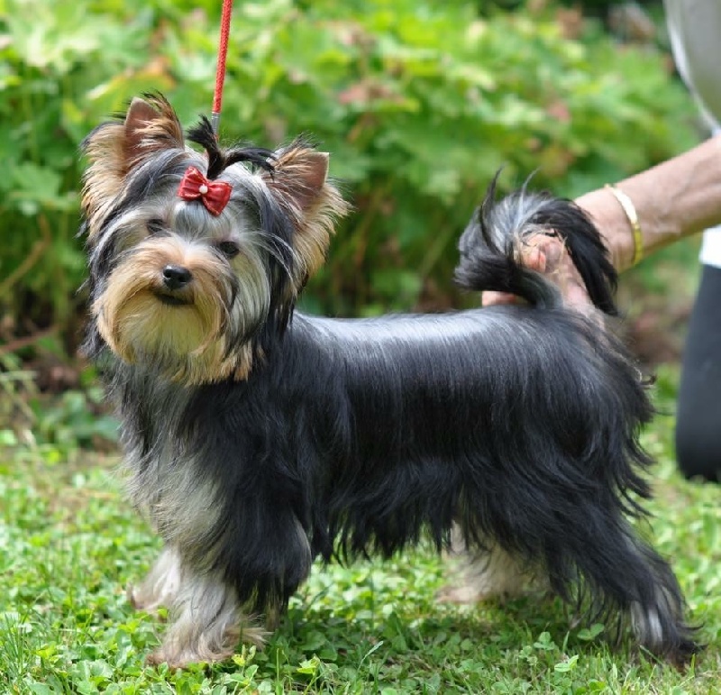 Luna-esméralda Du clos de la belle heloise - 1er Très Prometteur - Meilleur Puppy