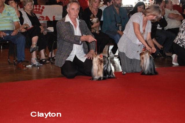 CH. International clayton de la Pam'Pommeraie - EXCELLENT en classe ouverte