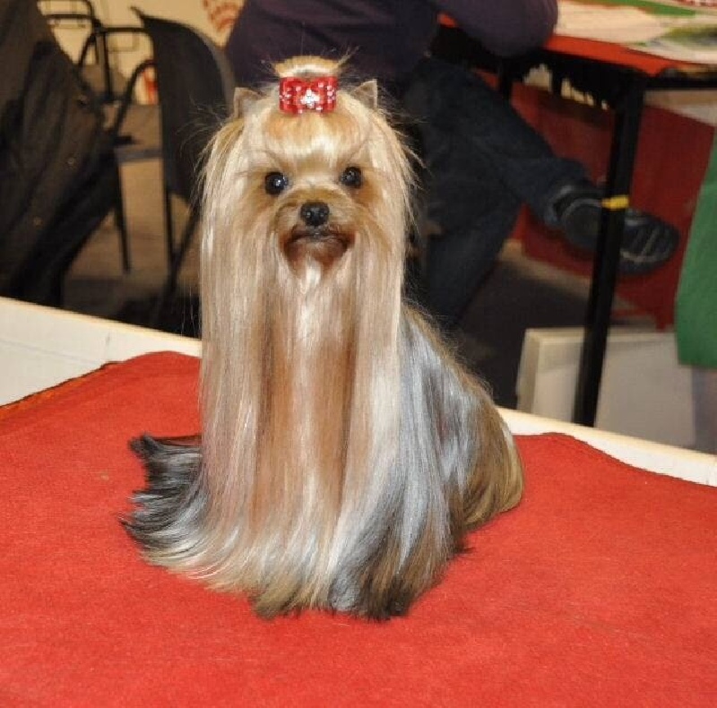 CH. Internationale griotte Du clos de la belle heloise - 1er Excellent CAC/CACIB