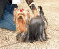 V'gaïa de la Pam'Pommeraie - 1er Excellent CACS - Meilleur de Race