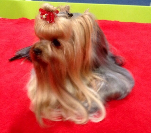 CH. Internationale griotte Du clos de la belle heloise - V3