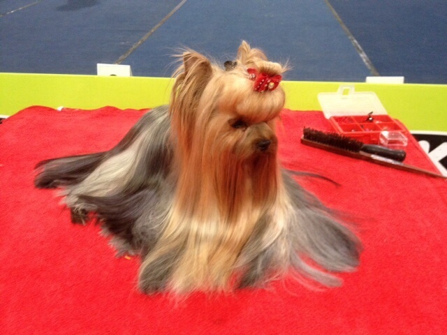 CH. Internationale griotte Du clos de la belle heloise - SG 3