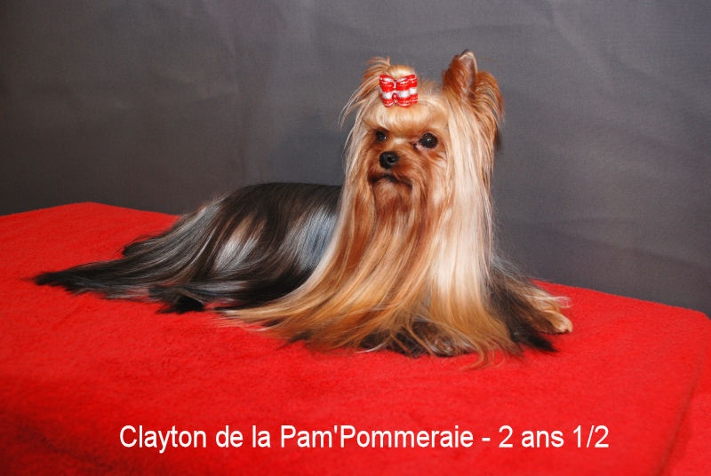 CH. International clayton de la Pam'Pommeraie - 2e Excellent RCAC