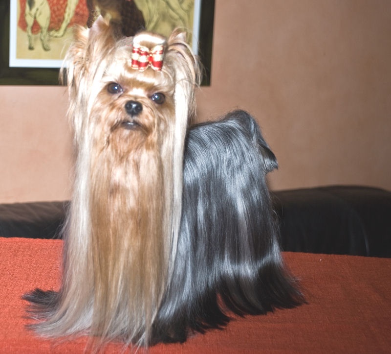 CH. International clayton de la Pam'Pommeraie - 1er EXCELLENT