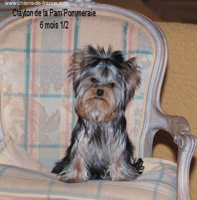 CH. International clayton de la Pam'Pommeraie - Très Prometteur