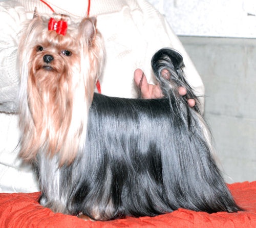 CH. International clayton de la Pam'Pommeraie - 1er Excellent /CACIB/CAC/BOB