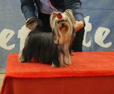 CH. Internationale griotte Du clos de la belle heloise - 1er Excellent