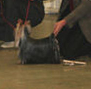 CH. International clayton de la Pam'Pommeraie - 1er EXCELLENT/ RCACS