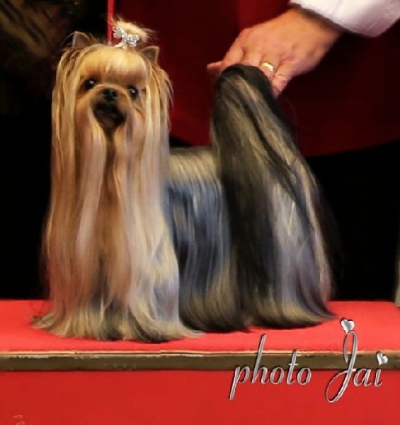 CH. Internationale griotte Du clos de la belle heloise - Excellent