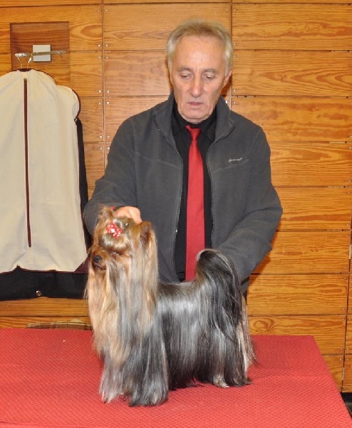 CH. I'm easy boy Du clos de la belle heloise - 2e Excellent RCAC