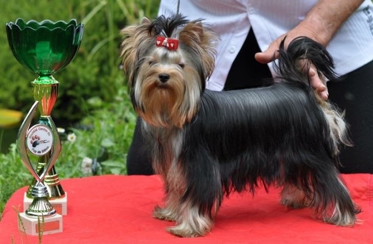 Luna-esméralda Du clos de la belle heloise - 1er Très Prometteur - Meilleur Puppy
