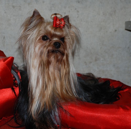 CH. International clayton de la Pam'Pommeraie - 1er Excellent