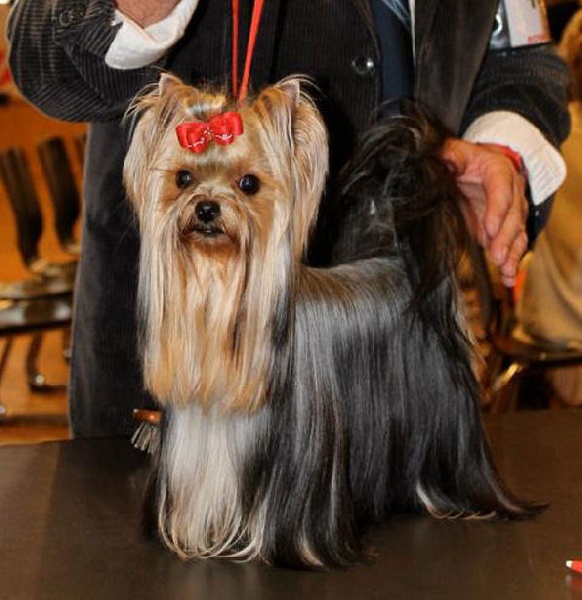 CH. Internationale griotte Du clos de la belle heloise - 1er EXCELLENT/RCAC