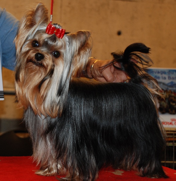 CH. International clayton de la Pam'Pommeraie - 3e Excellent