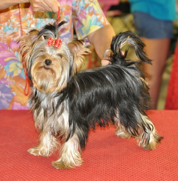 Luna-esméralda Du clos de la belle heloise - Très Prometteur