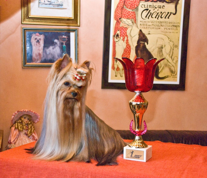 CH. International clayton de la Pam'Pommeraie - 1er Excellent CACIB/CAC