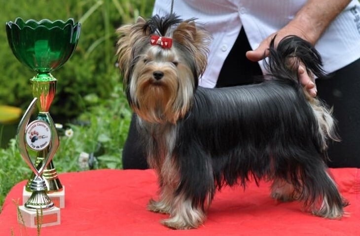 Luna-esméralda Du clos de la belle heloise - Très Prometteur