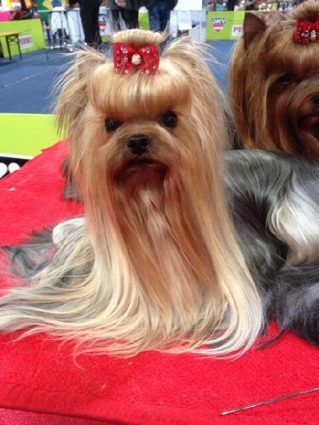 CH. Internationale griotte Du clos de la belle heloise - 1er Excellent CAC BOB