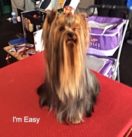 CH. I'm easy boy Du clos de la belle heloise - 1er Excellent CAC