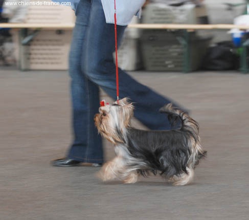 CH. International clayton de la Pam'Pommeraie - 2e Excellent