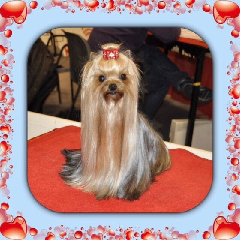 CH. Internationale griotte Du clos de la belle heloise - Excellent