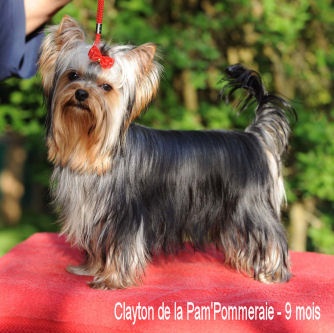 CH. International clayton de la Pam'Pommeraie - 3e Excellent