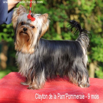 CH. International clayton de la Pam'Pommeraie - Excellent