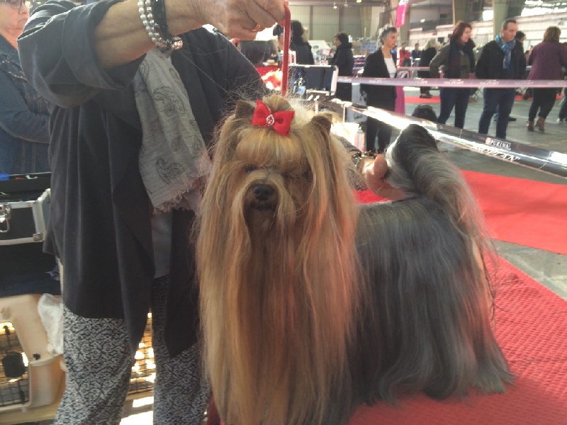 CH. I'm easy boy Du clos de la belle heloise - 2e Excellent