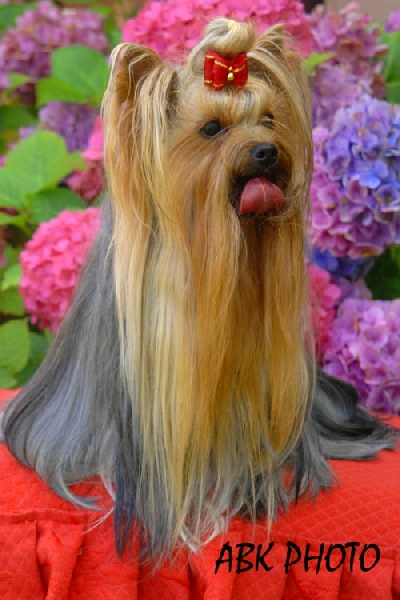 V'gaïa de la Pam'Pommeraie - Excellent