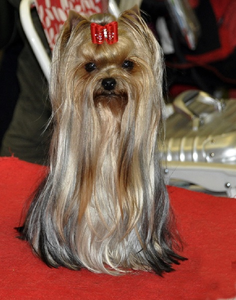 CH. Internationale griotte Du clos de la belle heloise - 1er Excellent V1 VDH CAC