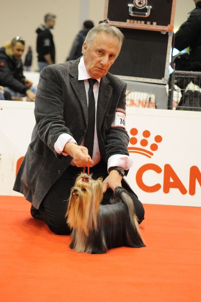 CH. Internationale griotte Du clos de la belle heloise - 1er EXCELLENT - CAC