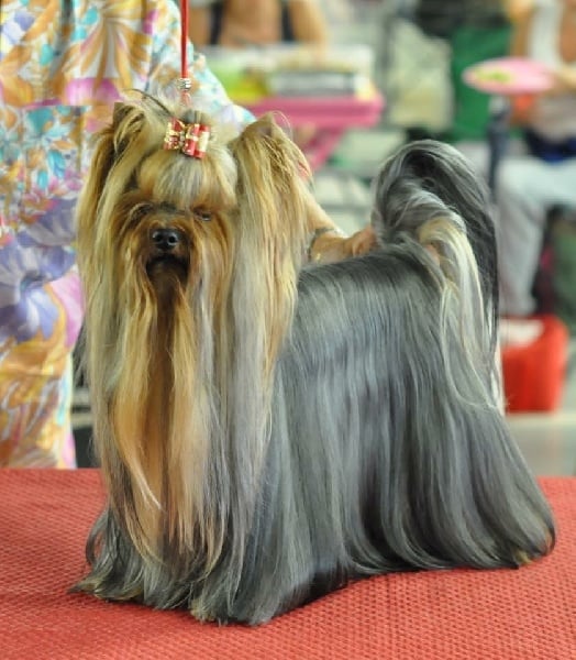 CH. I'm easy boy Du clos de la belle heloise - 3e Excellent