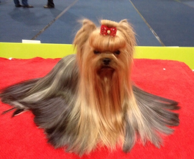 CH. Internationale griotte Du clos de la belle heloise - 1er Excellent RCAC