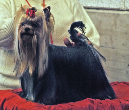 CH. International clayton de la Pam'Pommeraie - 1er Excellent RCACS