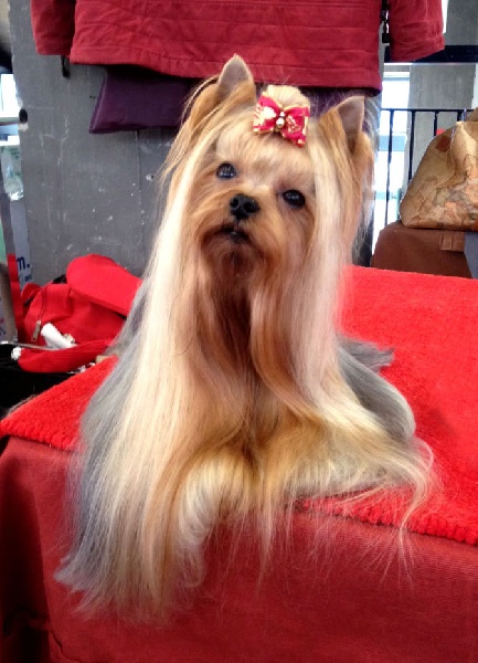 CH. International clayton de la Pam'Pommeraie - 1er Excellent CAC/CACIB/BOB