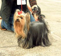 V'gaïa de la Pam'Pommeraie - 2e Excellent RCACS