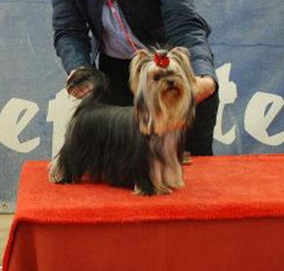 CH. Internationale griotte Du clos de la belle heloise - 2e EXCELLENT