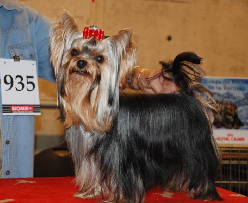 CH. International clayton de la Pam'Pommeraie - 1er Excellent - CAC Jeune - Meilleur Jeune