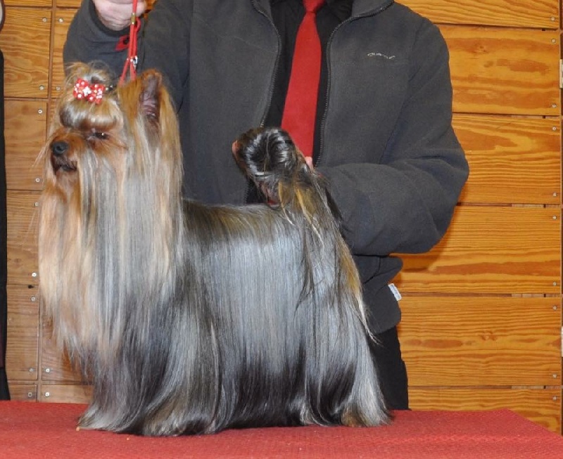 CH. I'm easy boy Du clos de la belle heloise - 2e Excellent (V2)