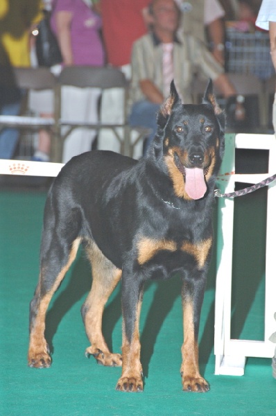 Publication : des onze hermines Auteur : F. Mercier