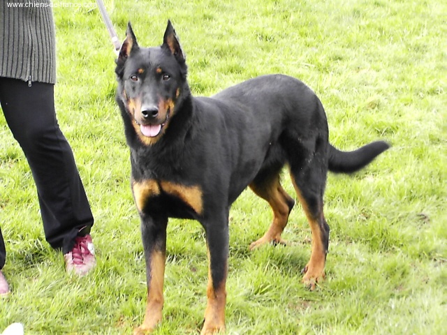 Publication : des onze hermines Auteur : F. Mercier