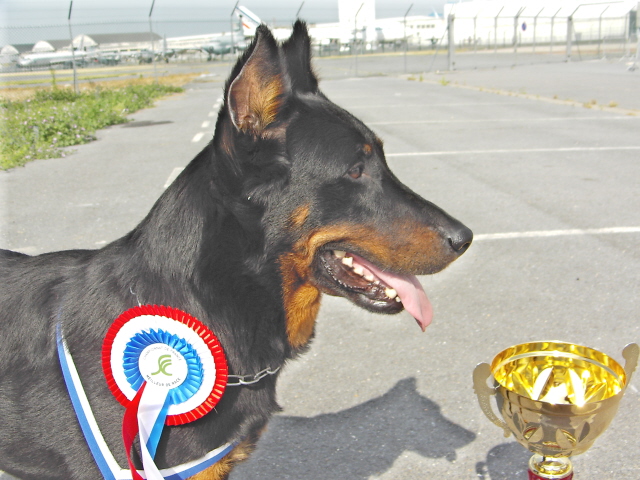 Publication : des onze hermines Auteur : F. Mercier