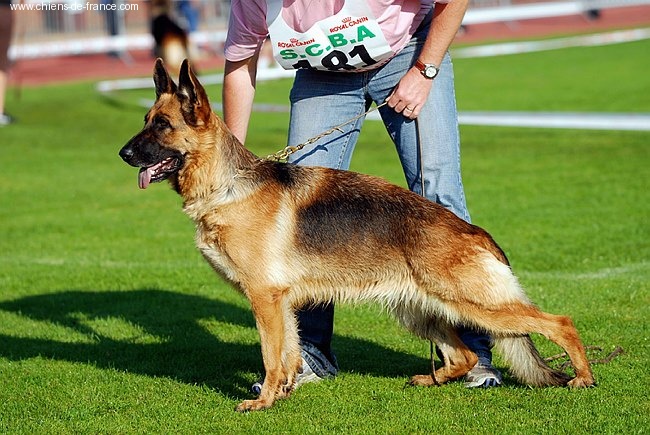 Wera V. hanness - Lice Recommandée