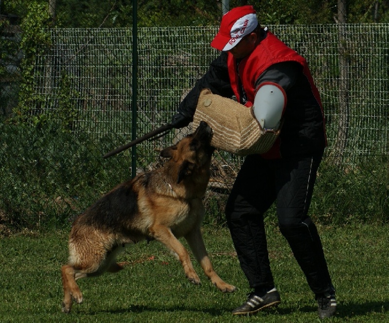 Wera V. hanness - Certificat RCi